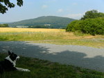 Landpartie mit Hund