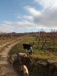 Auch Hunde fühlen sich im Rheingau wohl