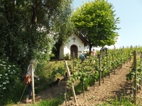Kapelle in den Hattenheimer Weinbergen