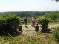 Hunde-Rast im Rheingauer Weinberg