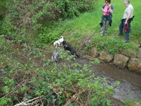 Hundewandertour im Rheingau