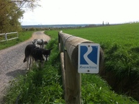 Hundewandertour entlang des Rheinsteig